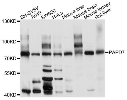 Western blot - PAPD7 Polyclonal Antibody (144-010017)