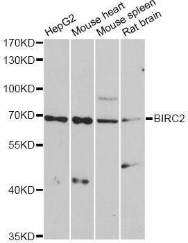 Western blot - BIRC2 Polyclonal Antibody (144-60037)