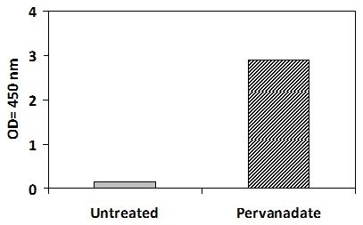 ROR1 Pervanadate Stimulation of Jurkat Cell Line