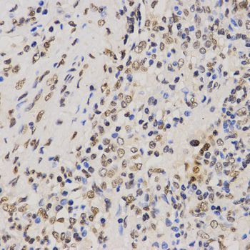 Immunohistochemistry - TriMethyl-Histone H3-K79 pAb (144-61342)
