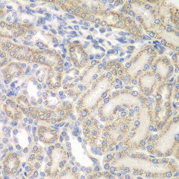 Immunohistochemistry - AUH antibody (144-07424)