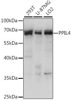 Western blot - PPIL4 antibody (144-015920)
