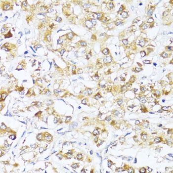 Immunohistochemistry - EIF2S1 Polyclonal Antibody (144-00764)