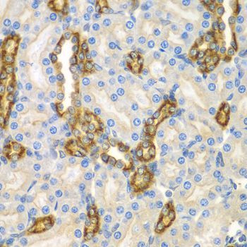 Immunohistochemistry - CNPY3 antibody (144-07176)