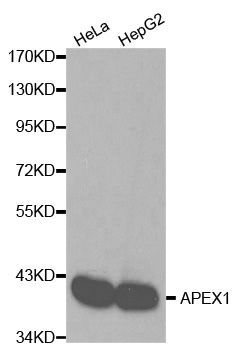 Western blot - [KO Validated] APEX1 Polyclonal Antibody (144-61347)