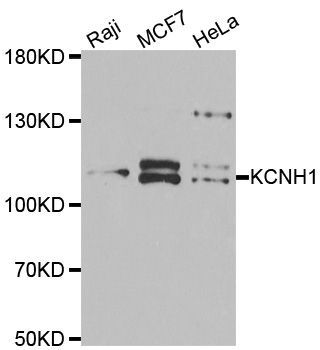 Western blot - KCNH1 antibody (144-06636)