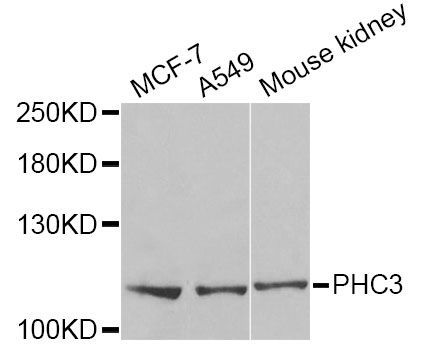 Western blot - PHC3 Antibody (144-06479)