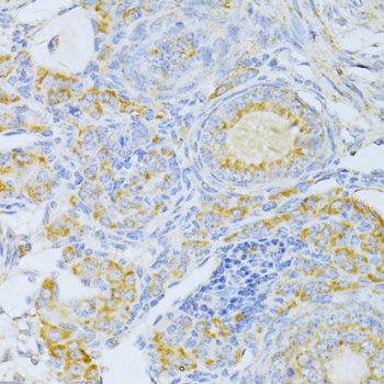 Immunohistochemistry - CYCS antibody (144-60334)