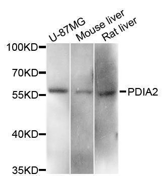 Western blot - PDIA2 Polyclonal Antibody (144-60103)