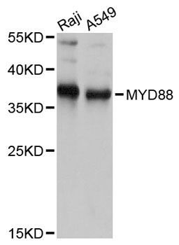 Western blot - MYD88 Polyclonal Antibody (144-60032)