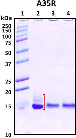 SDS-PAGE