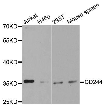 Western blot - CD244 antibody (144-01993)