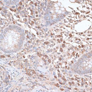 Immunohistochemistry - KCNMB2 Polyclonal Antibody (144-10277)