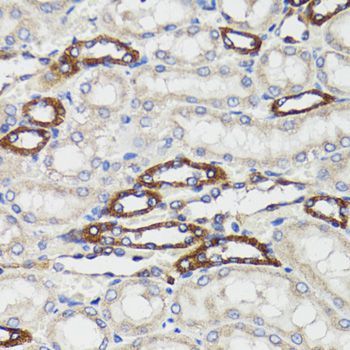 Immunohistochemistry - BCAP29 Polyclonal Antibody (144-06335)