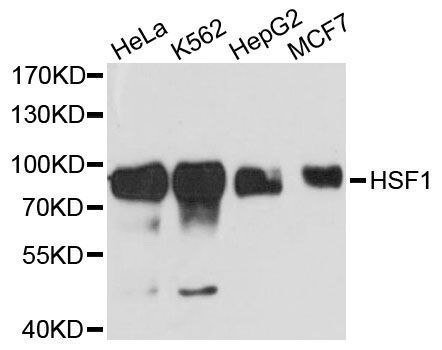 Western blot - HSF1 Polyclonal Antibody (144-60474)