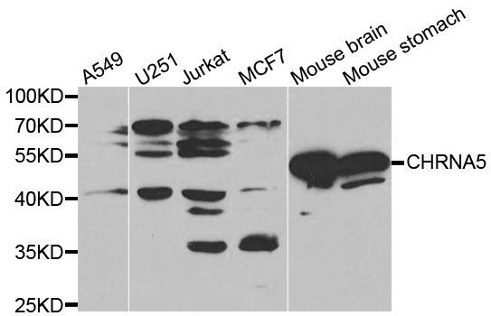 Western blot - CHRNA5 antibody (144-01741)