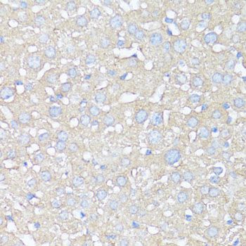 Immunohistochemistry - ATG5 Polyclonal Antibody (144-00203)