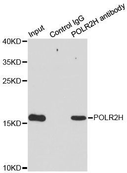 Western blot - POLR2H Polyclonal Antibody (144-06948)