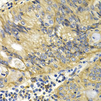 Immunohistochemistry - KLKB1 antibody (144-05318)