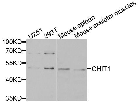 Western blot - CHIT1 antibody (144-02015)