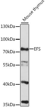 Western blot