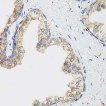 Immunohistochemistry - NCBP2 antibody (144-07293)