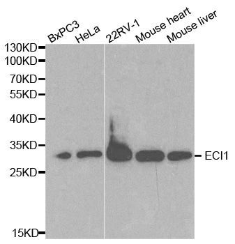 Western blot - ECI1 antibody (144-01211)