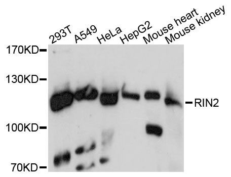 Western blot - RIN2 antibody (144-60483)