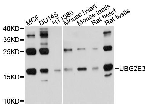 Western blot - UBE2G2 Polyclonal Antibody (144-10408)
