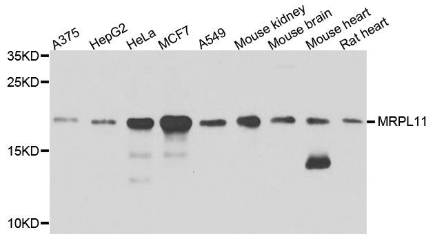 Western blot - MRPL11 Polyclonal Antibody (144-04945)