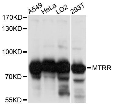 Western blot - MTRR antibody (144-60729)