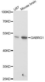 Western blot - GABRG1 antibody (144-60616)