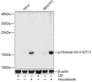 Western blot