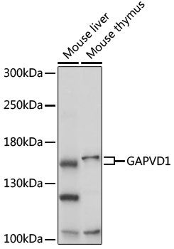 Western blot