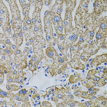 Immunohistochemistry - EPO antibody (144-05663)