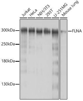 Western blot