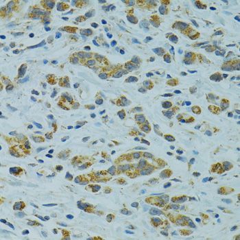Immunohistochemistry - STX1A antibody (144-05570)