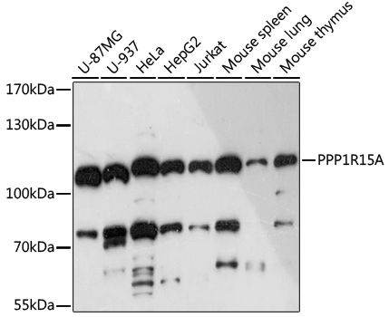 Western blot