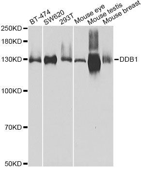 Western blot - DDB1 Polyclonal Antibody (144-02896)