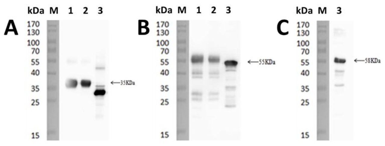 Western blot