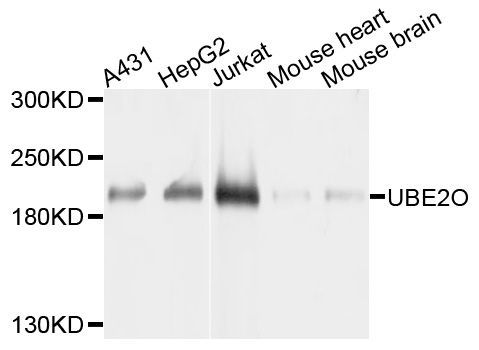 Western blot - [KO Validated] UBE2O Polyclonal Antibody (144-10036)