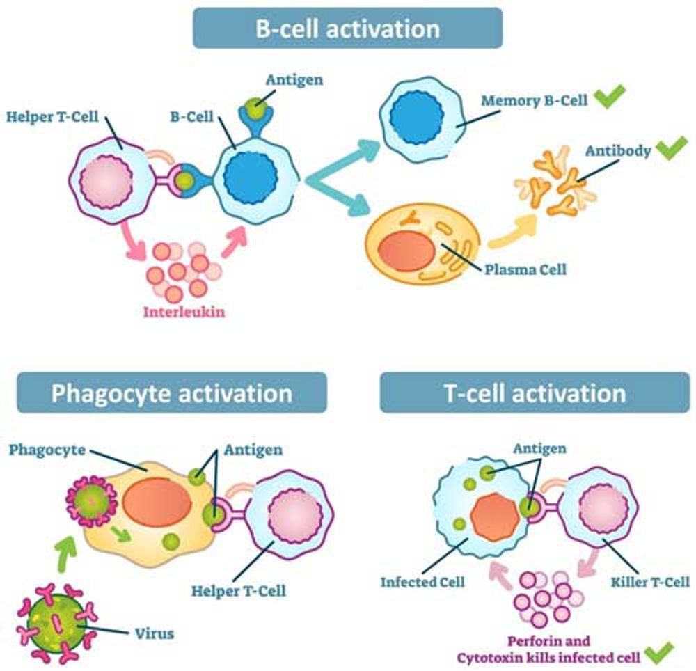 Helper T cells play essential roles in the adaptive immune response