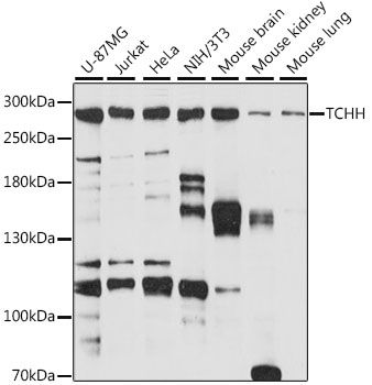 Western blot - TCHH antibody (144-015731)