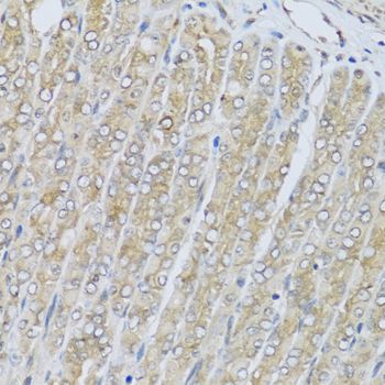 Immunohistochemistry - HRG antibody (144-08431)