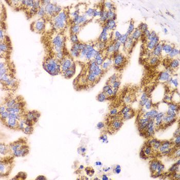 Immunohistochemistry - GLUD2 antibody (144-06604)
