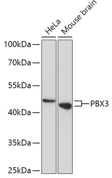 Western blot