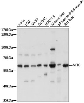 Western blot - NFIC antibody (144-60904)