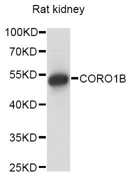 Western blot - CORO1B antibody (144-60720)