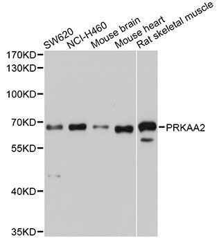 Western blot - PRKAA2 antibody (144-07339)