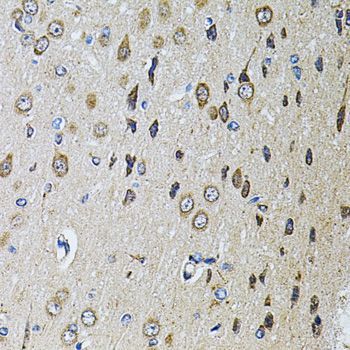 Immunohistochemistry - PTPRE antibody (144-07209)
